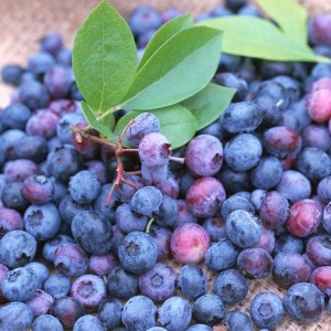 blueberries fat