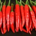 hot peppers weight loss